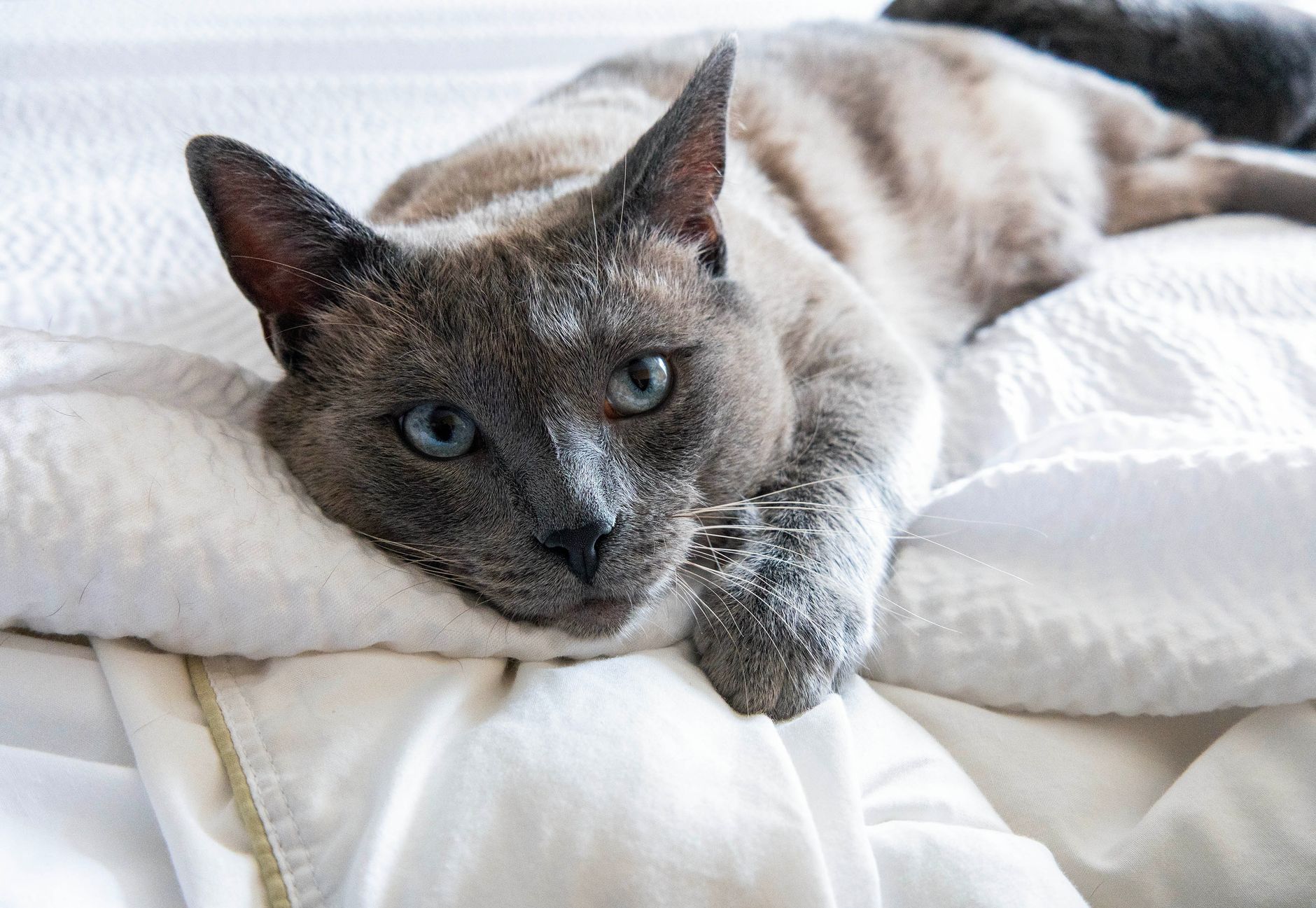 What to Look for in a Cooling Comforter