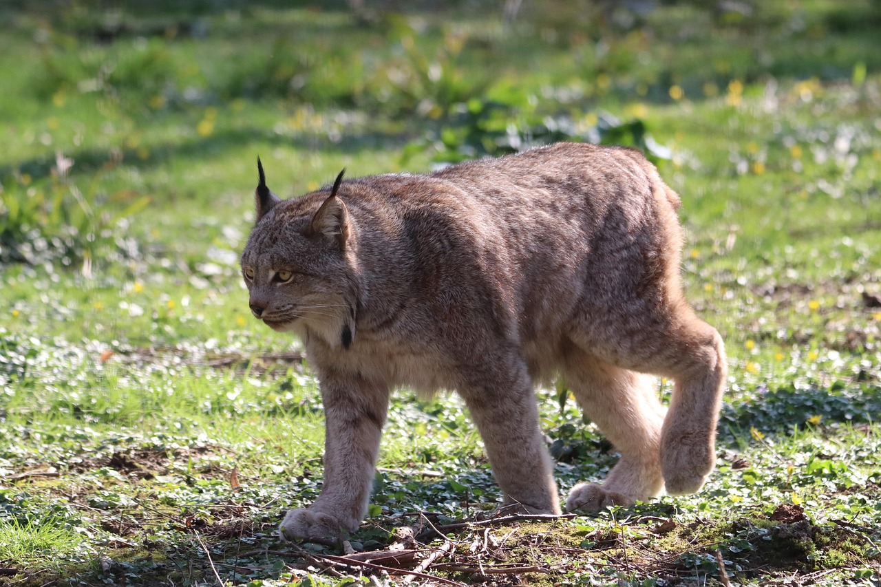 De-extinction startup eyes $30B valuation