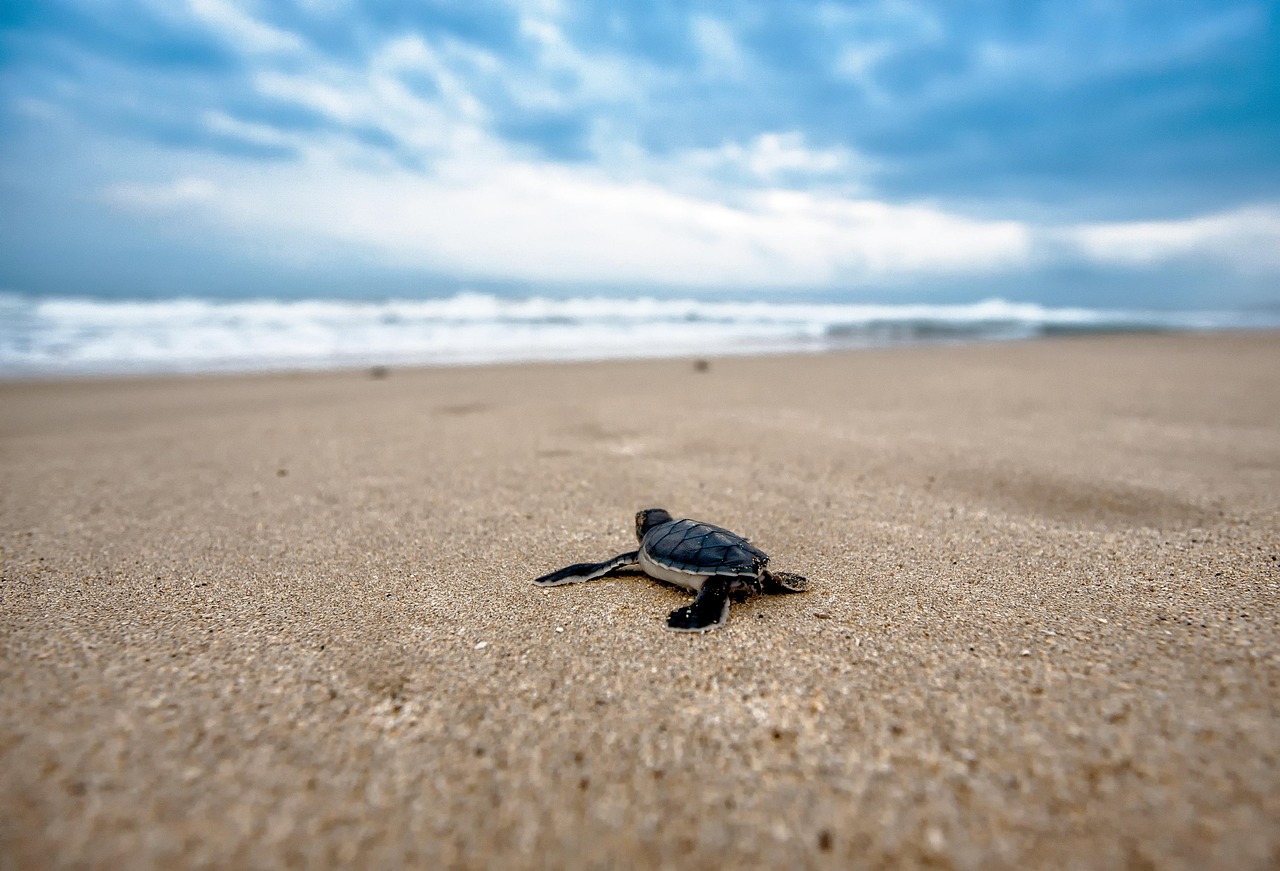 Two Turtle Doves: A Memoir of Making Things
