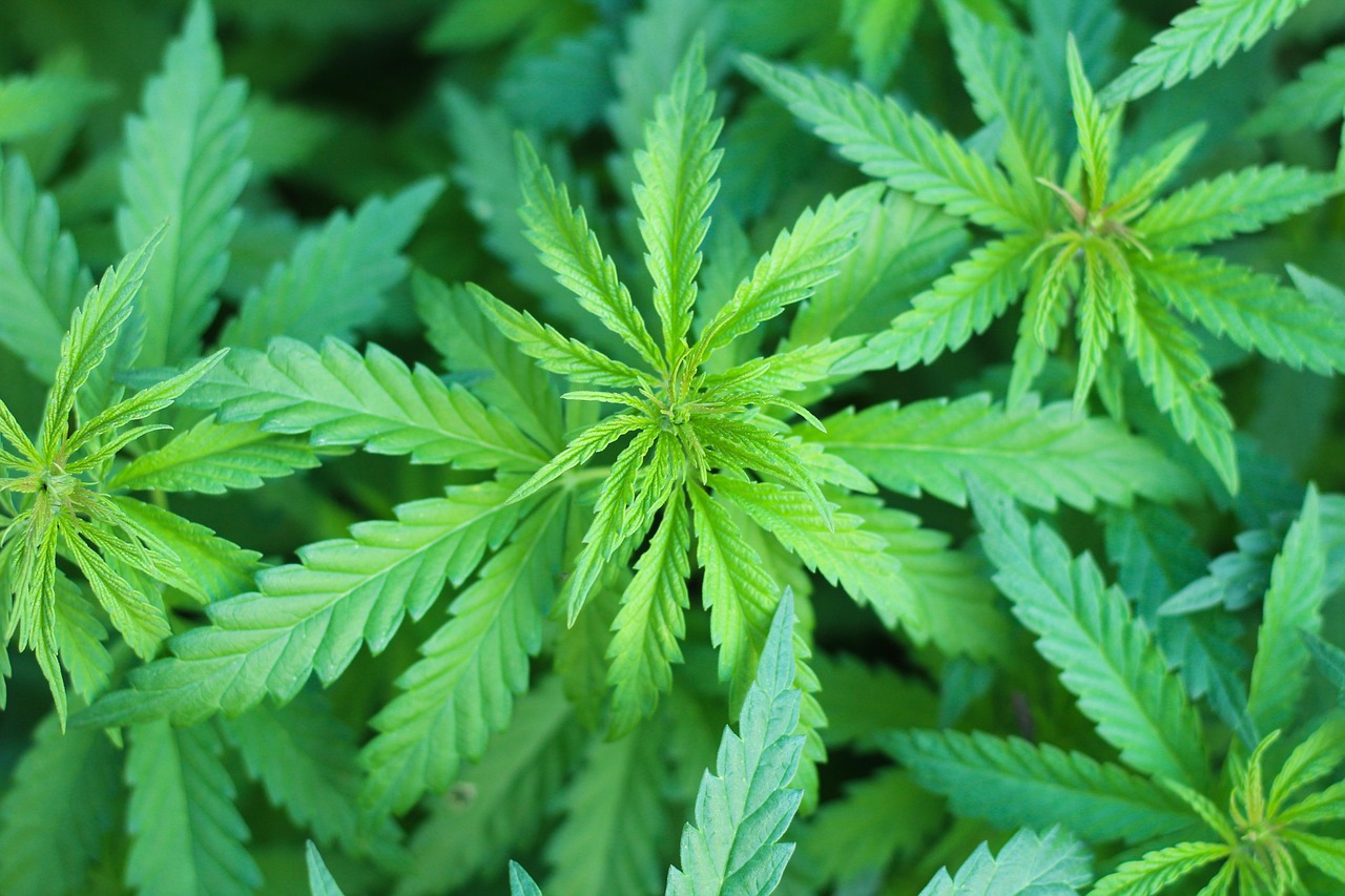 Medical marijuana. What is the difference between CBD and THC?