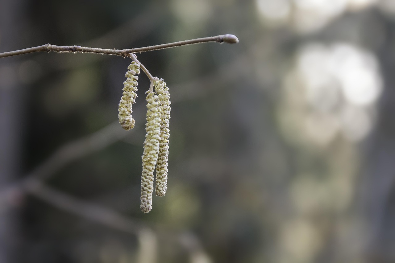 Decoding Pollen Allergy: Insights from an Allergist