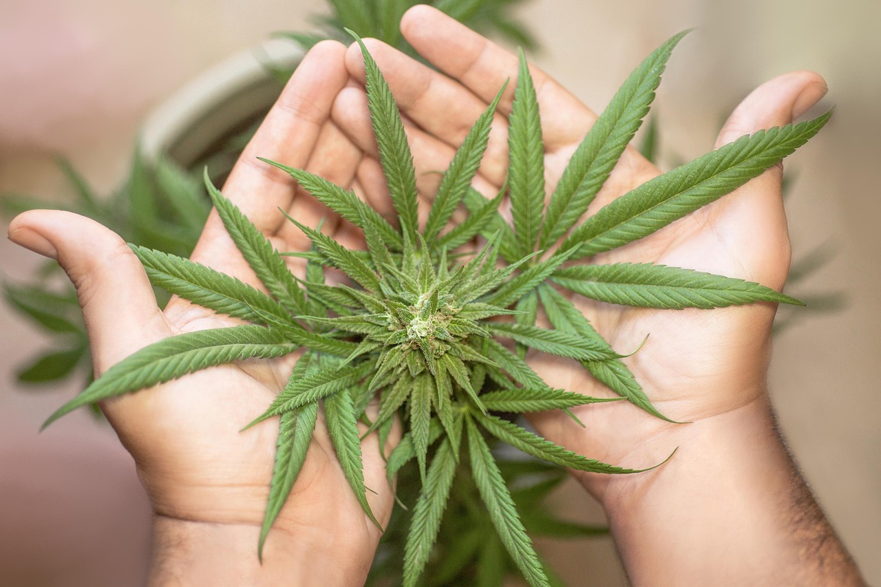 How to Get a Medical Marijuanas Card in Arkansas Online