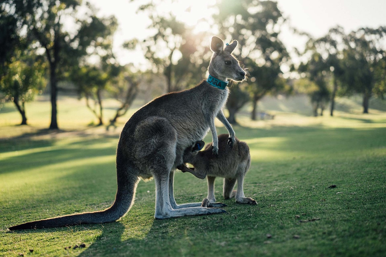 Why Workplace First Aid Kits Are a Must for Aussie Employers