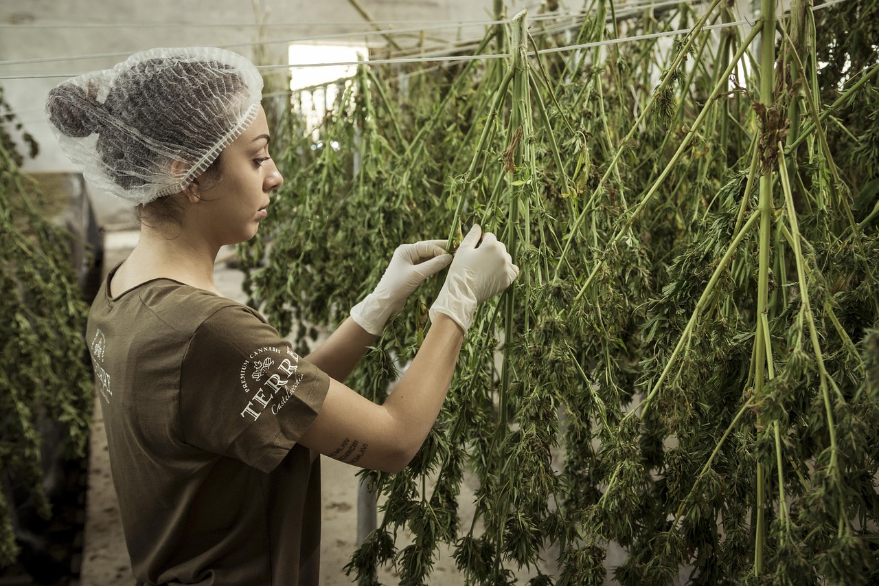 So what Is CBD?