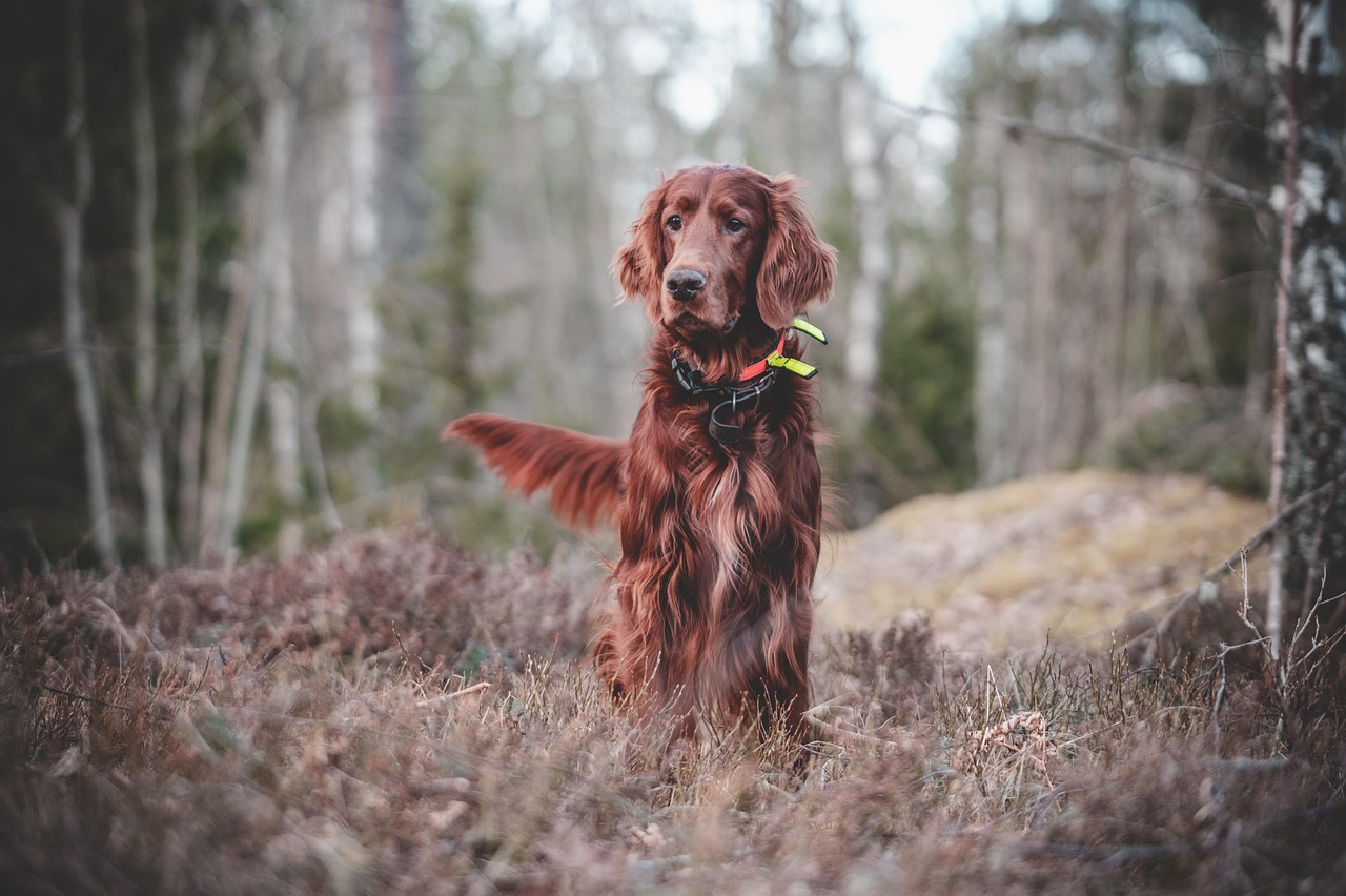 The Benefits of Training Classes for Dogs