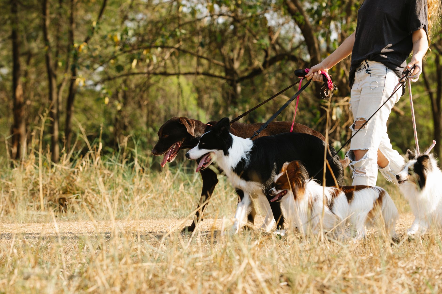Starting a Dog Walking Business in UK