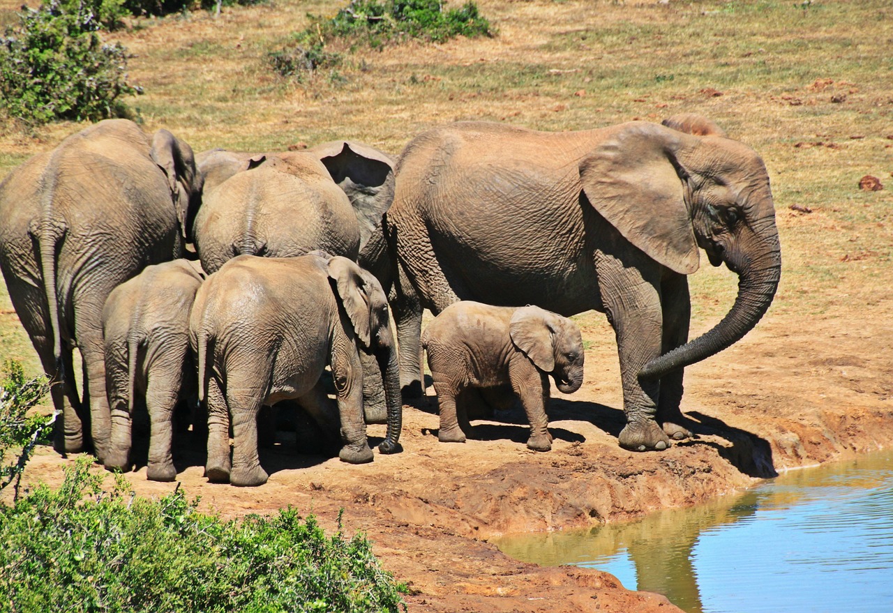 Elephant and Castle Charms: A Guide to Personalized Engagement Rings