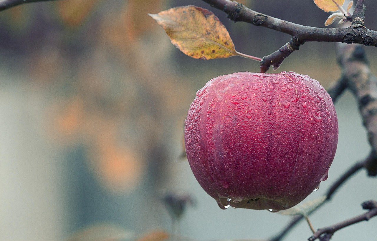 Apple’s Competitive Moat: Ecosystem Economics, Services Expansion, and Capital Allocation Strategy