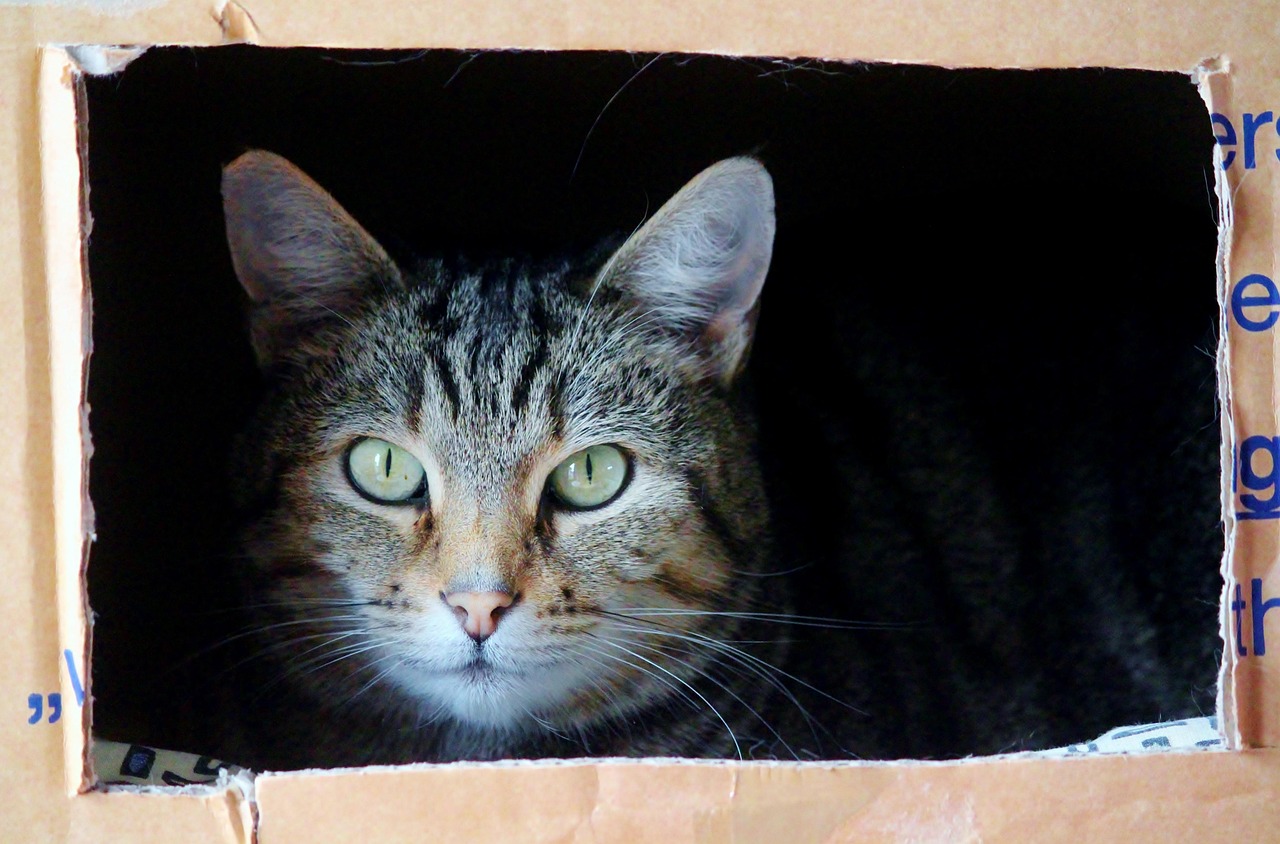 Moving House With Your Pets