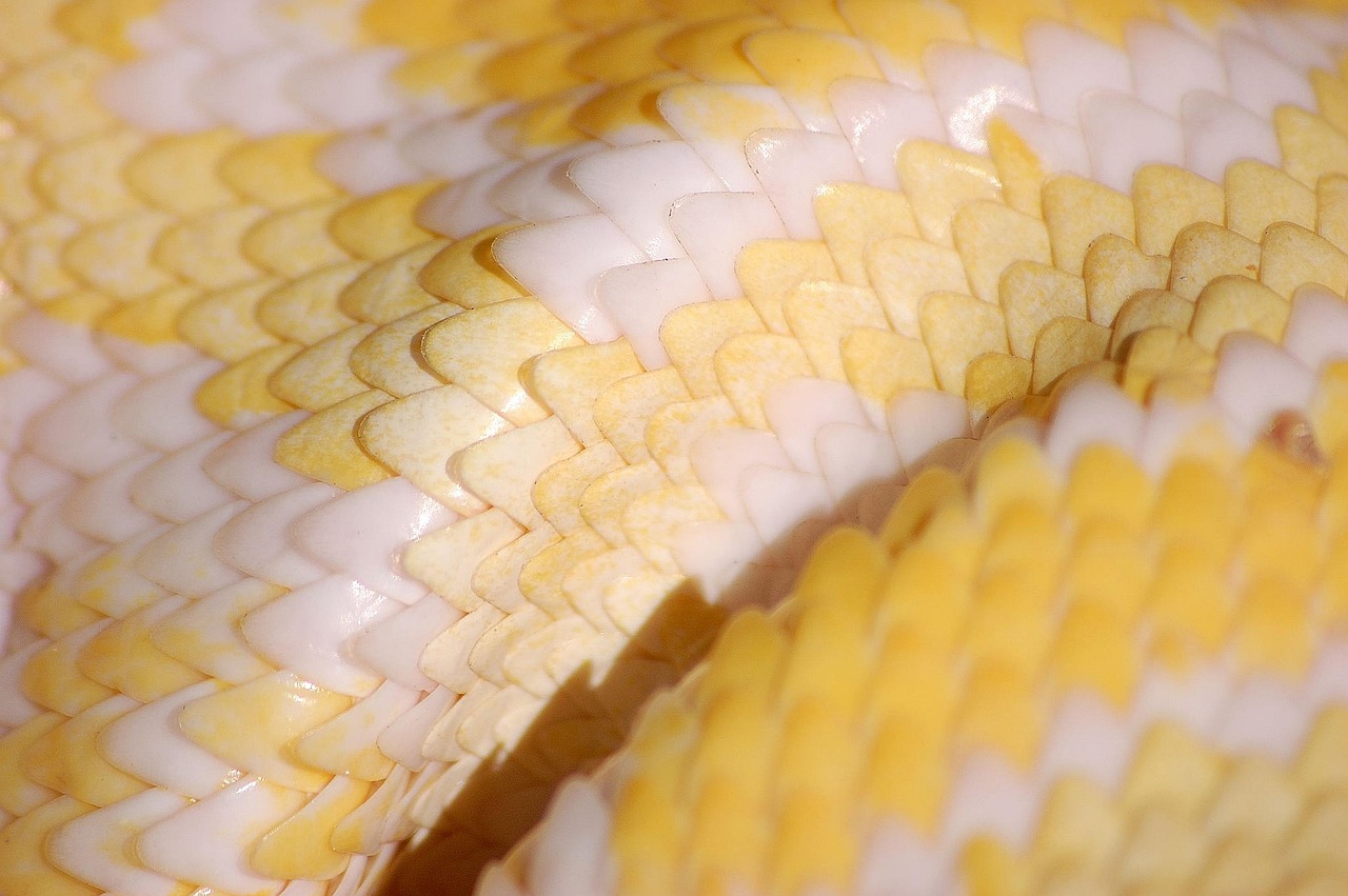 Python training to Enhance your Skills