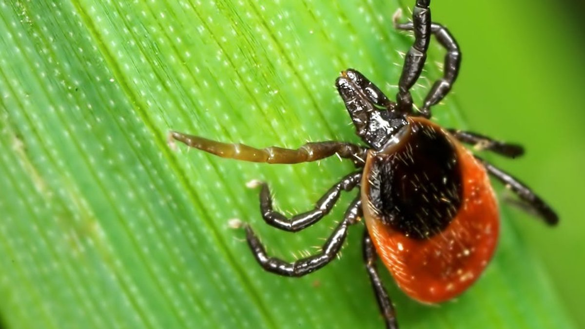 New Lyme Test Available for Home Use - lyme disease