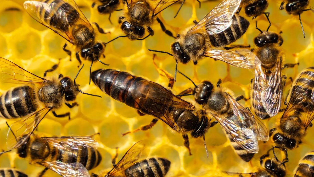 Old theory on ants, bees and wasps may be wrong Old theory on ants, bees and wasps may be wrong - eusociality evolution
