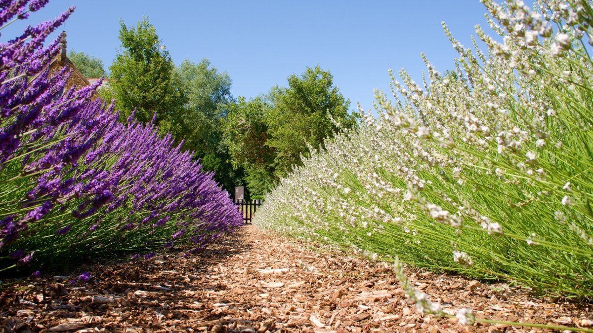 Common Mistakes in Lavender Growing Exposed - lavender growing