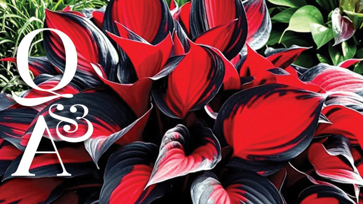 Hosta Seeds Sold Online May Be Misleading Hosta Seeds Sold Online May Be Misleading - hosta seeds