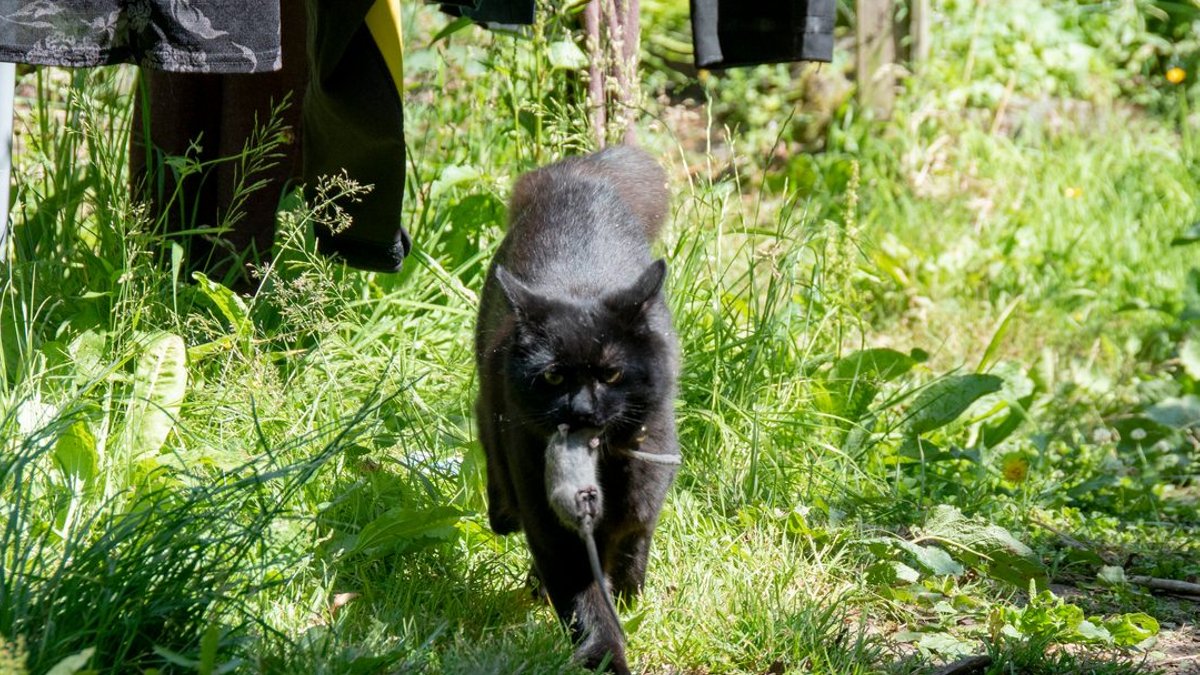 They kill 55 million UK birds a year They kill 55 million UK birds a year - cats kill birds uk
