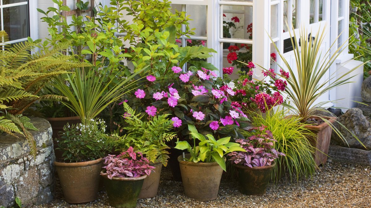Adjust watering for potted plants as summer wanes