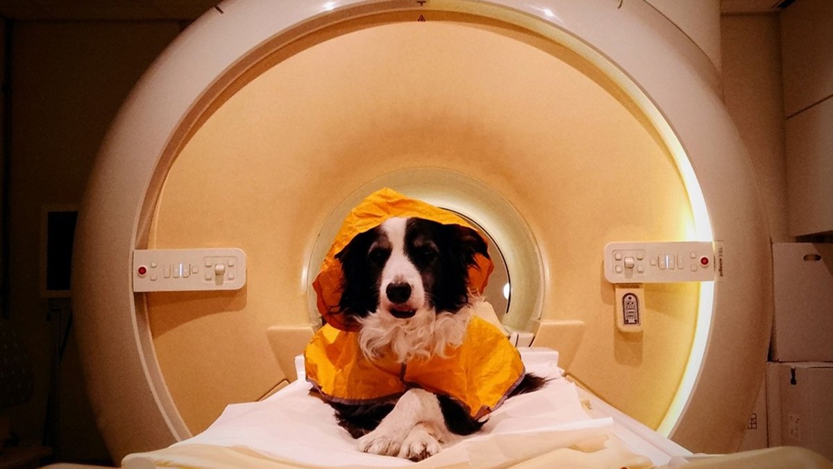 Dogs understand owners more than realized Dogs understand owners more than realized - dogs emotions