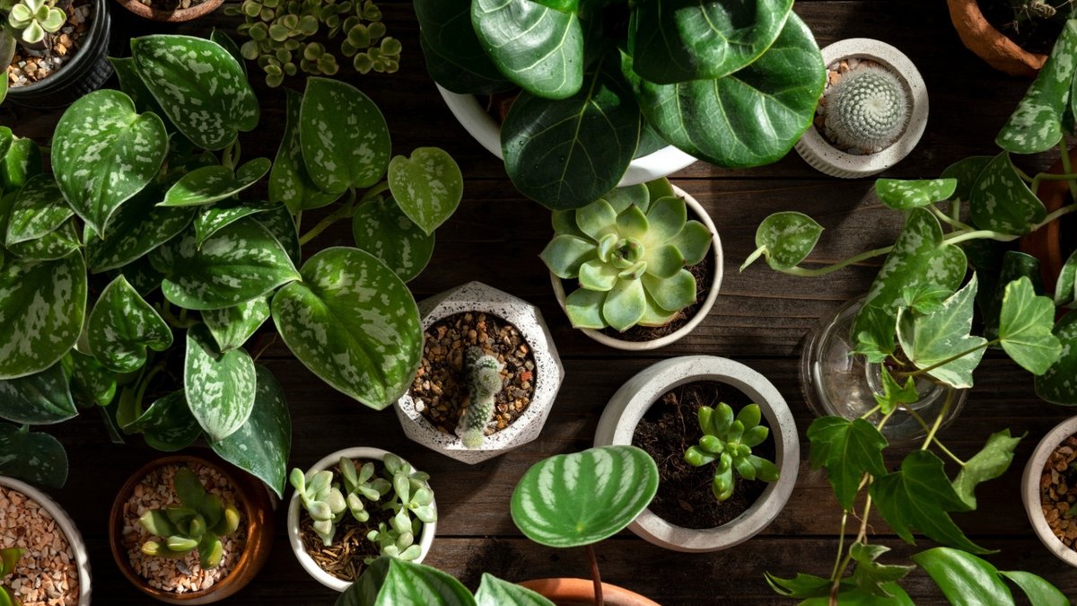 Eight best houseplants for dark rooms and shady corners