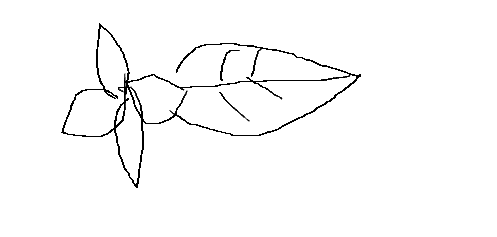 sketch
