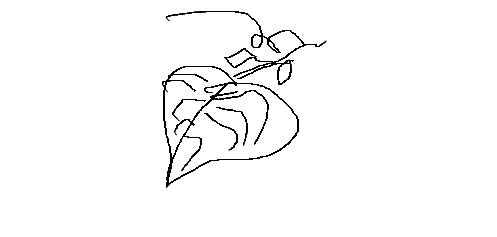 sketch