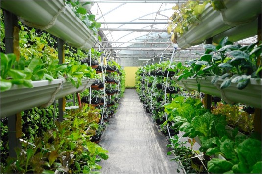 Sustainable Practices for Urban and Terrace Gardens