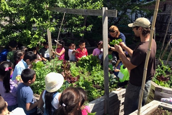 Health Benefits of Growing Own Food in Urban Garden