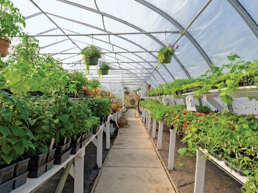 How to Integrate Organic Fertilizers for a Healthier Urban Garden