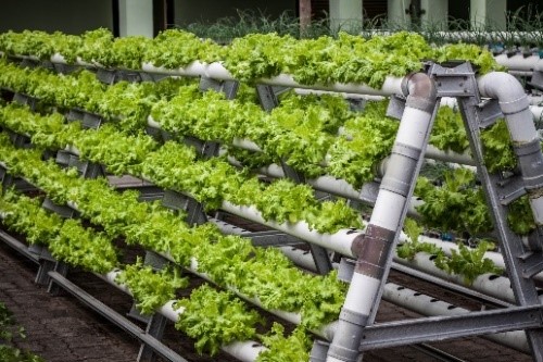 Smart Watering Solutions for Urban Gardens