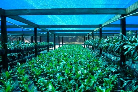 Greenhouse, Net House, and Open Cultivation: Which is best for the Urban Garden?