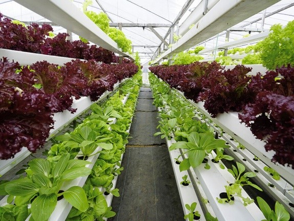 Urban Gardening Techniques: Exploring Different Models and Methods