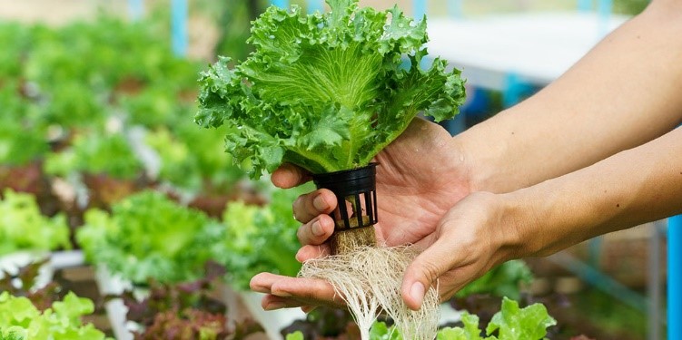 Top 10 Crops and Plants Ideal for Urban Gardening
