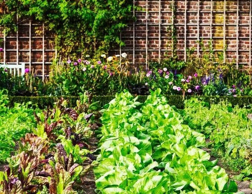 Choosing the Right Crops: Food vs. Ornamental Plants for Urban Garden
