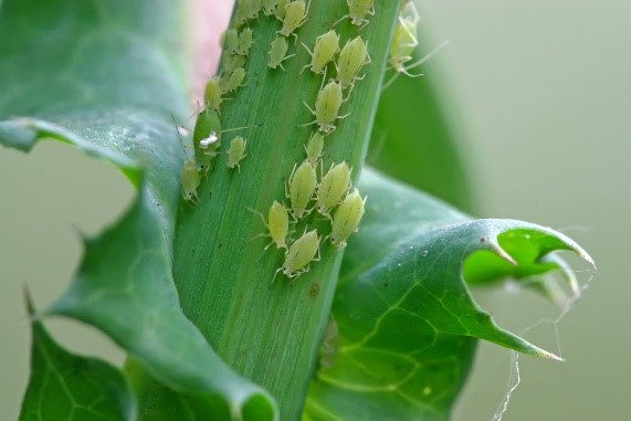 Effective Pest and Disease Management in Urban Gardens