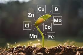 Common Nutrient Management Issues in Urban Gardening and How to Solve Them
