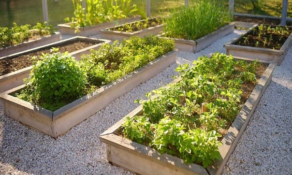 Planning and Executing a Successful Urban Garden
