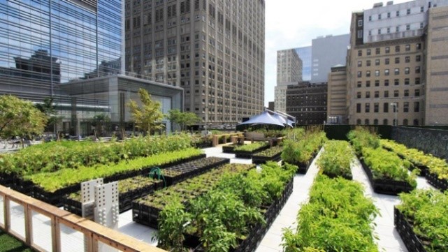 Urban Agriculture: A Beginner’s Guide to Kitchen and Terrace Gardening