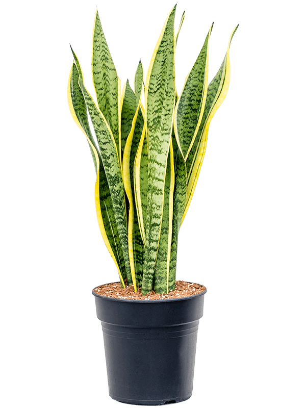 Snake Plant