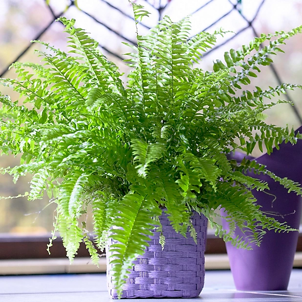 Boston Fern
