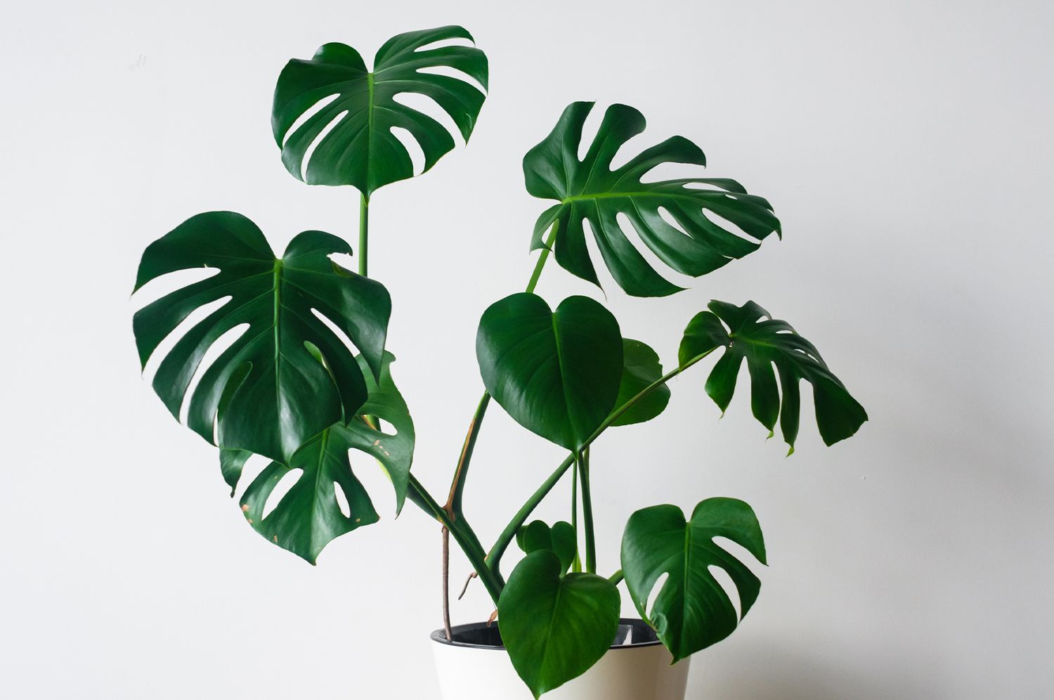 Philodendron