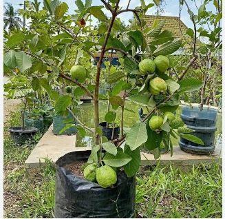Guava