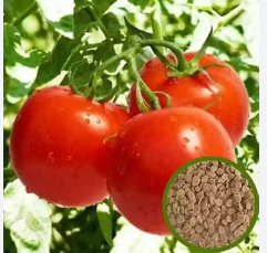 Tomato