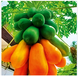 Papaya