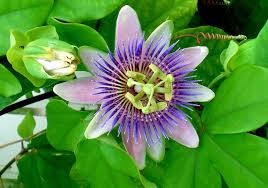 Passionflower