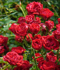 Climbing Rose