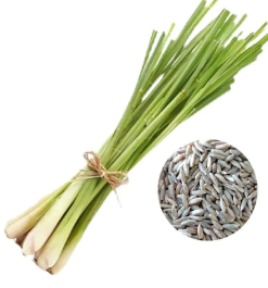 Lemon grass
