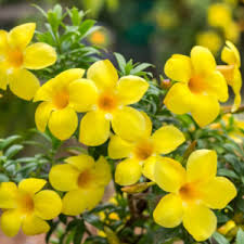 Allamanda Tiger