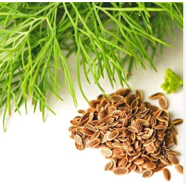 Dill leaf