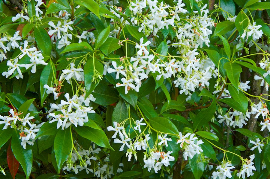 Creeping Jasmine