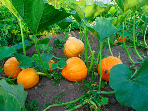 Pumpkin