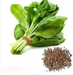 Palak
